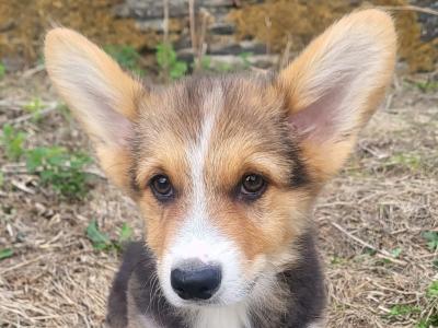 ✨Beautiful IKC Registered  Welsh Corgi Pembroke puppies in Wexford