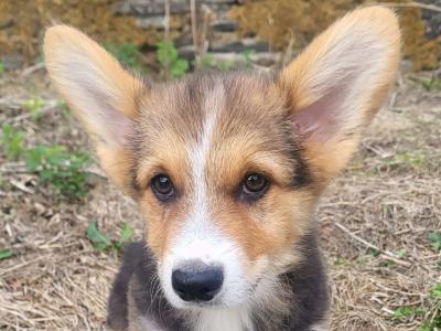 ✨Beautiful IKC Registered  Welsh Corgi Pembroke puppies in Wexford