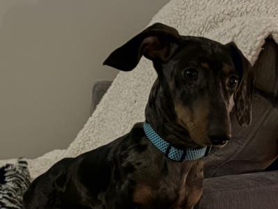 IKC Registered male Silver Dapple Dachshund 14 months old in Meath