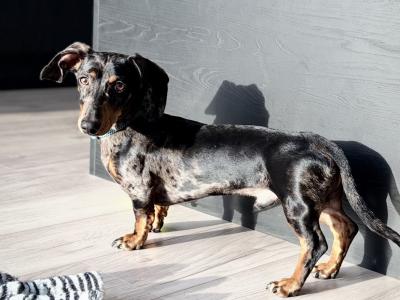 IKC Registered male Silver Dapple Dachshund 14 months old in Meath