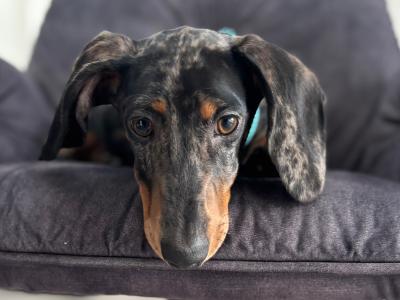 IKC Registered male Silver Dapple Dachshund 14 months old in Meath