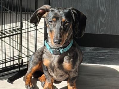 IKC Registered male Silver Dapple Dachshund 14 months old in Meath