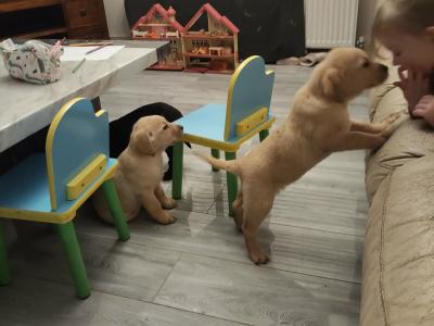 Lovely big male Labrador puppies for sale in Limerick