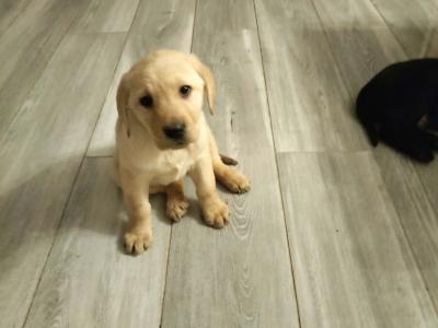 Lovely big male Labrador puppies for sale in Limerick