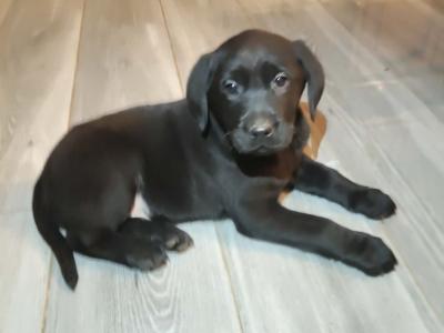 Lovely big male Labrador puppies for sale in Limerick