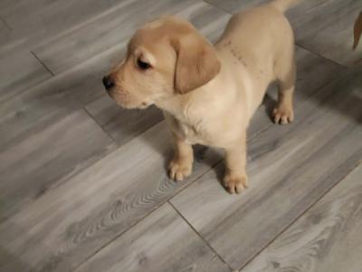Lovely big male Labrador puppies for sale in Limerick