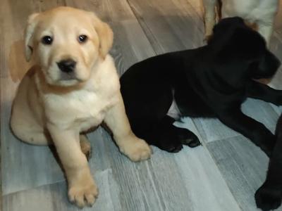 Lovely big male Labrador puppies for sale in Limerick
