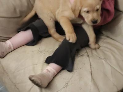 Lovely big male Labrador puppies for sale in Limerick
