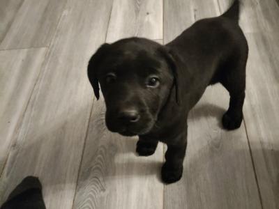 Lovely big male Labrador puppies for sale in Limerick