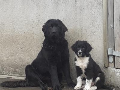 Newfoundland X Cailín Àlainn
