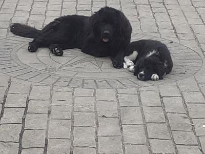 Newfoundland X Cailín Àlainn