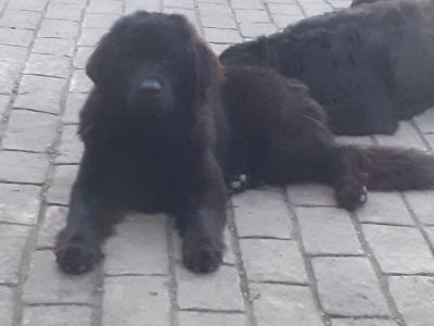 Newfoundland X Cailín Àlainn