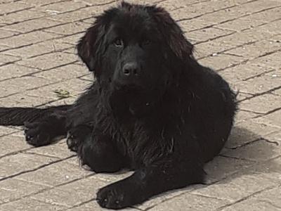 Newfoundland X Cailín Àlainn