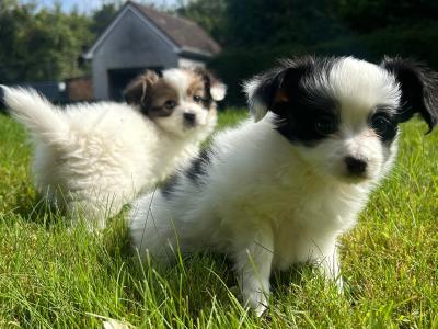1 male & 1 female Papillion puppies in Galway