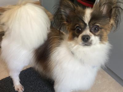 1 male & 1 female Papillion puppies in Galway