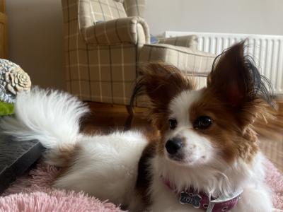 1 male & 1 female Papillion puppies in Galway