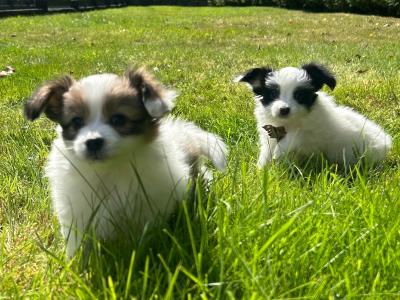 1 male & 1 female Papillion puppies in Galway