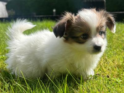 1 male & 1 female Papillion puppies in Galway
