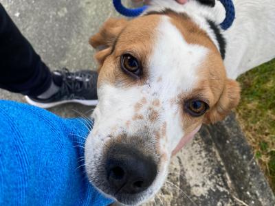 IKC Kerrybeagle for sale