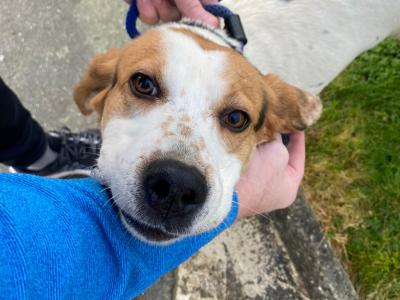IKC Kerrybeagle for sale