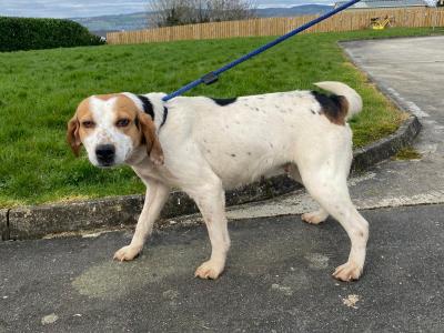 IKC Kerrybeagle for sale