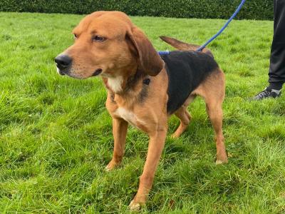 2 IKC Registered Kerry Beagle dogs 7 years old for sale in Donegal