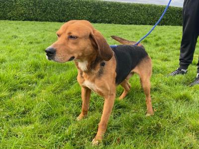 IKC Kerrybeagle for sale