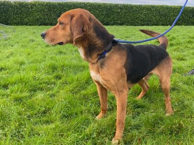 IKC Kerrybeagle for sale