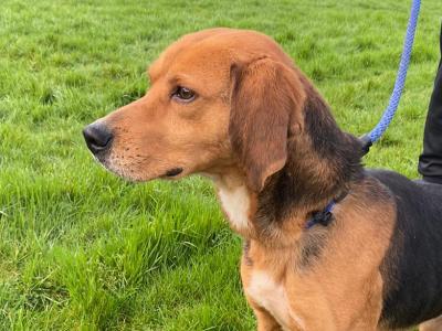 2 IKC Registered Kerry Beagle dogs 7 years old for sale in Donegal