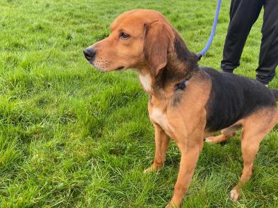 IKC Kerrybeagle for sale