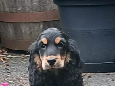 Cocker Spaniel puppies in Kilkenny