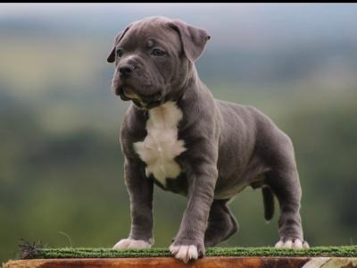 **LAST TWO REMAINING** Stunning female  American Bully puppies in Cavan