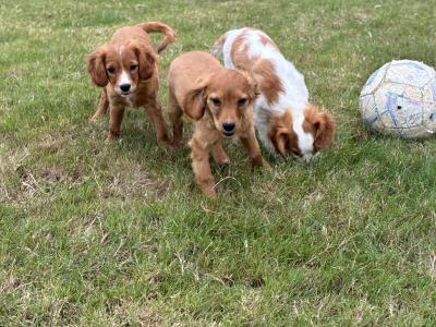 Beautiful Cavapoo puppies in Wexford