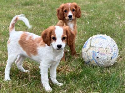 Beautiful Cavapoo puppies in Wexford