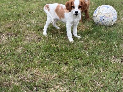 Beautiful Cavapoo puppies in Wexford