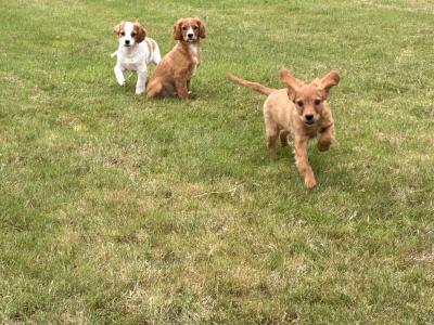 Beautiful Cavapoo puppies in Wexford