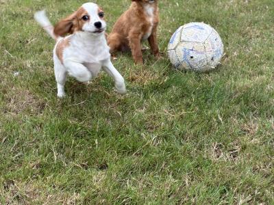 Beautiful Cavapoo puppies in Wexford