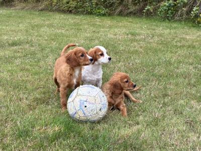 Beautiful Cavapoo puppies in Wexford