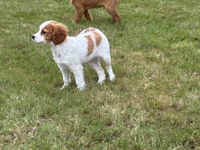 Beautiful Cavapoo puppies in Wexford