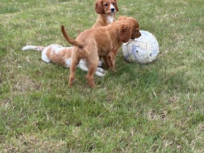 Beautiful Cavapoo puppies in Wexford