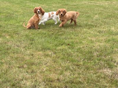 Beautiful Cavapoo puppies in Wexford