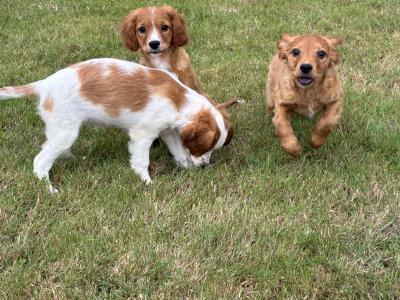 Beautiful Cavapoo puppies in Wexford