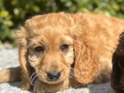 Cockapoo puppies in Wicklow