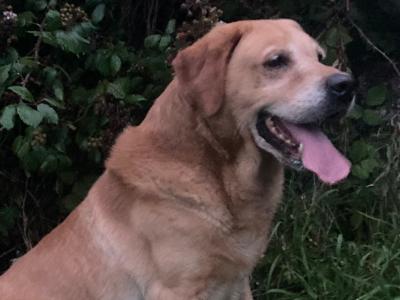Ikc registered yellow Labrador at stud