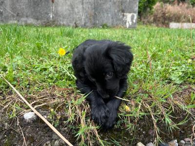 Cocker Spaniel X Border Collie Puppies for Sale in Waterford