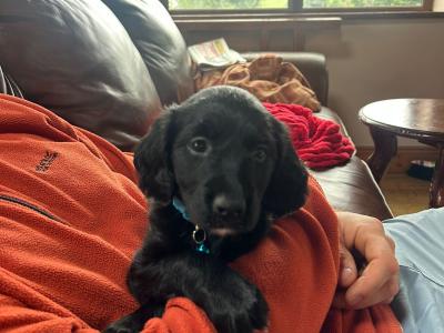 Cocker Spaniel X Border Collie Puppies for Sale in Waterford