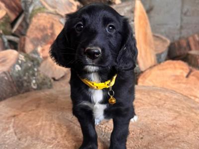 Cocker Spaniel X Border Collie Puppies for Sale in Waterford