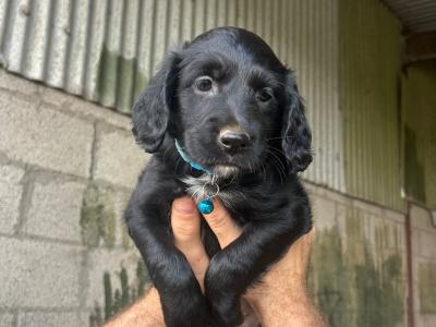 Cocker Spaniel X Border Collie Puppies for Sale in Waterford