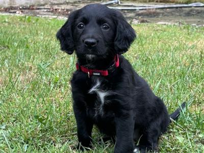 Cocker Spaniel X Border Collie Puppies for Sale in Waterford