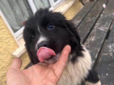IKC Registered Newfoundland puppies in Longford